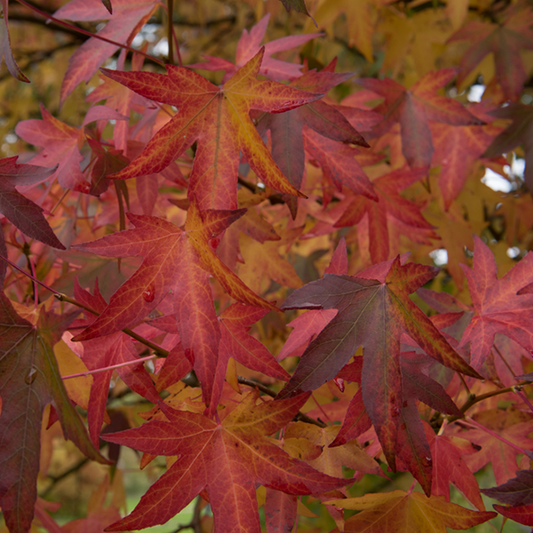 Liquidambar Worplesdon - Sweet Gum Tree