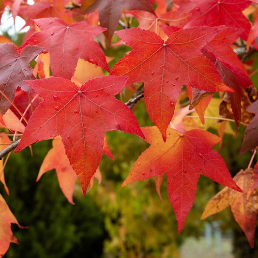 Liquidambar styraciflua - Sweet Gum Tree