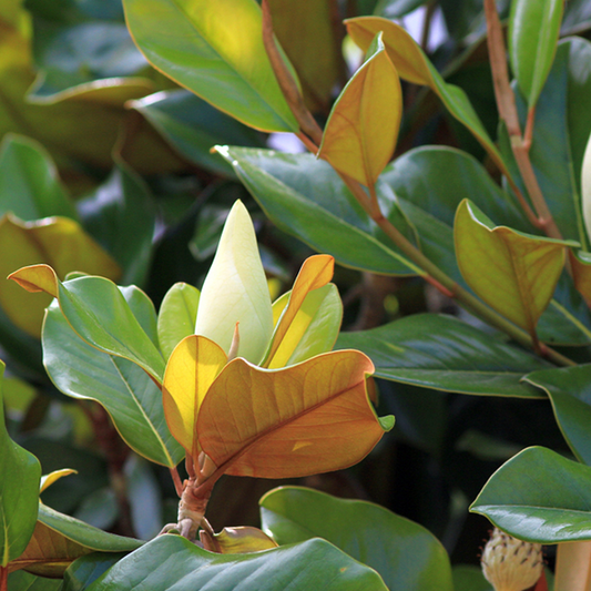 Magnolia grandiflora - Evergreen Magnolia Tree