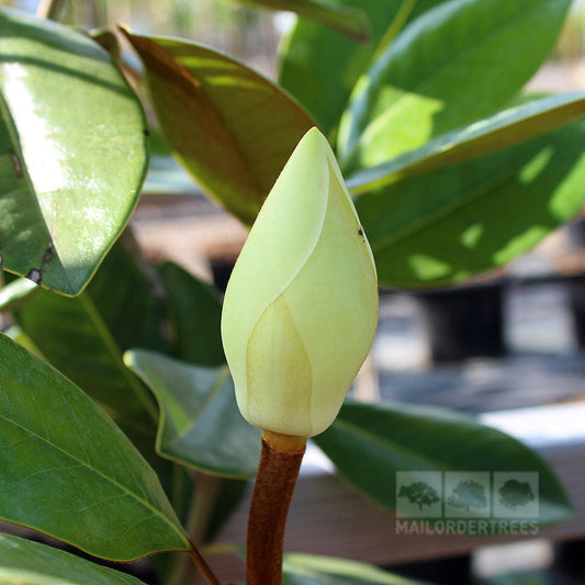 Magnolia grandiflora Francois Treyve - Magnolia Tree