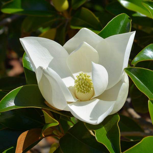 Magnolia grandiflora - Evergreen Magnolia Tree