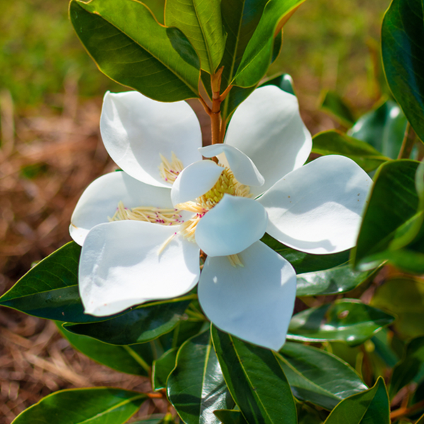Magnolia grandiflora Little Gem - Dwarf Evergreen Magnolia