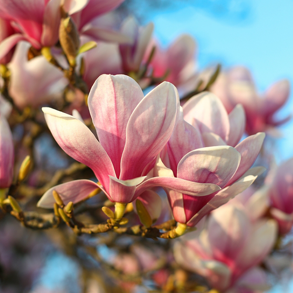 Magnolia soulangeana - Magnolia Tree