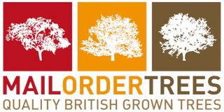 Navigate back to Mail Order Trees homepage