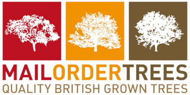 Navigate back to Mail Order Trees homepage