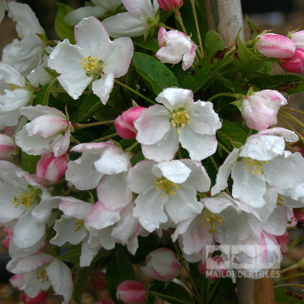 The Crab Apple Tree, known as Malus 'Admiration', presents a stunning display with its cluster of white and pink flowers and green leaves, all glistening with water droplets, beautifully complemented by its red bronze fruits.
