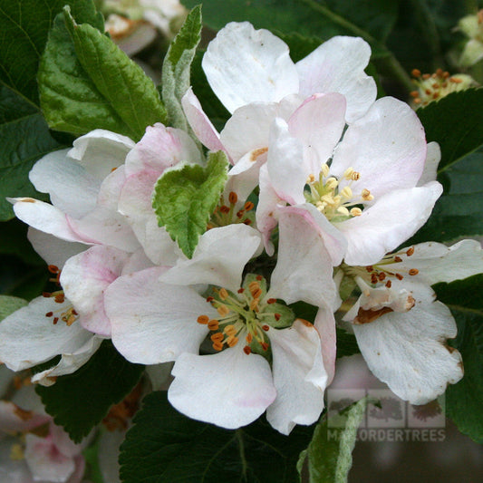 Malus Beauty of Bath - Apple Tree