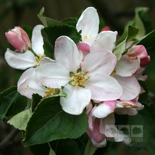 Malus Bountiful - Apple Tree