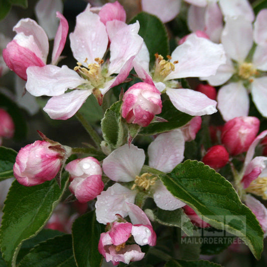 Malus Braeburn - Apple Tree