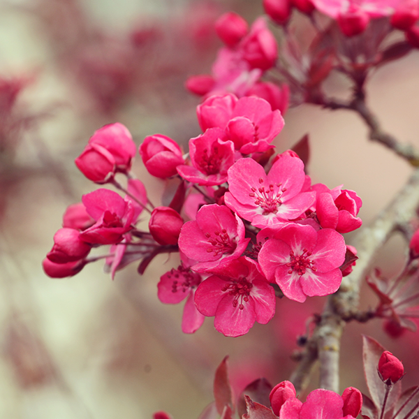 Close-up of vibrant pink flowers in bloom on a branch of the Malus Cardinal Crab Apple Tree.
