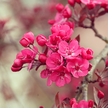 Close-up of vibrant pink flowers in bloom on a branch of the Malus Cardinal Crab Apple Tree.