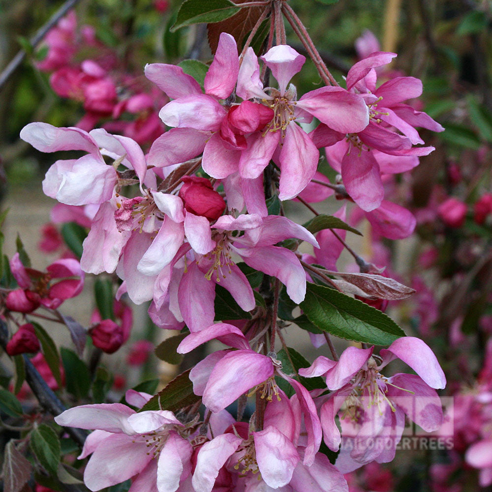 The branch of a Malus Cheal's Weeping - Weeping Crab Apple Tree is adorned with pink and white blossoms and green leaves, highlighting its fragrant light pink flowers.