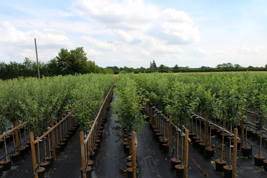 Malus Cox's Orange Pippin - Apple Tree