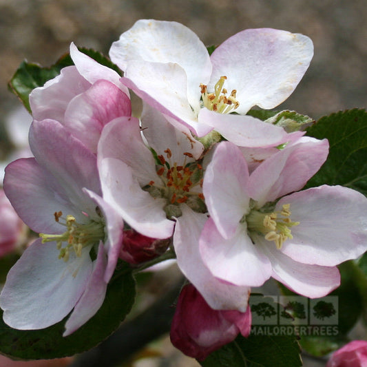 Malus Edward VII - Apple Tree