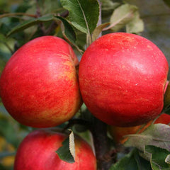 Malus Elstar - Apple Tree