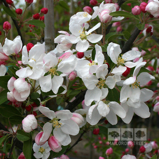 Malus Golden Gem - Crab Apple Tree