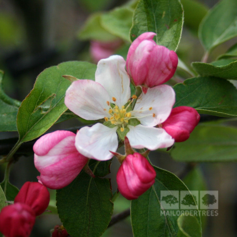 The pink and white apple blossoms of the Malus Gorgeous - Crab Apple Tree are encircled by vibrant green leaves.