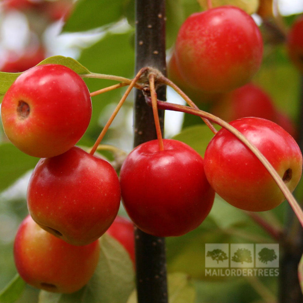 A close-up of the radiant red crabapples clinging to a branch with lush green leaves as a backdrop, highlighting the beauty of a Malus Gorgeous - Crab Apple Tree.