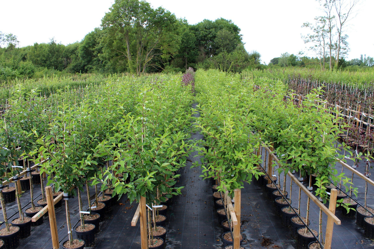 A nursery with rows of young trees in pots, set on black ground cover. Among the various species, the Malus Gorgeous - Crab Apple Tree stands out, surrounded by lush greenery under a partly cloudy sky.