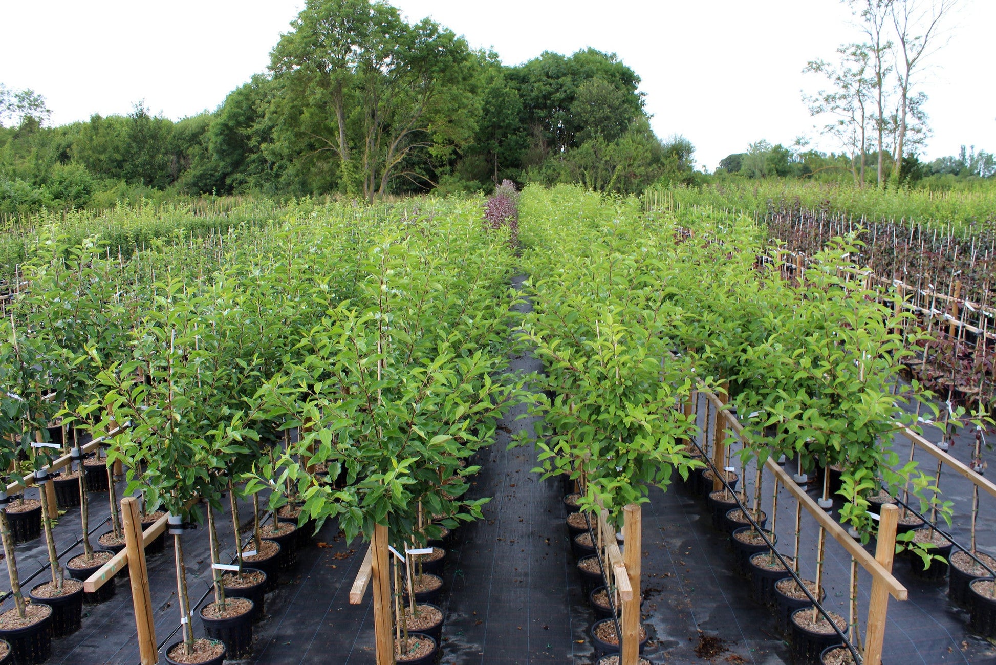 A nursery with rows of young trees in pots, set on black ground cover. Among the various species, the Malus Gorgeous - Crab Apple Tree stands out, surrounded by lush greenery under a partly cloudy sky.