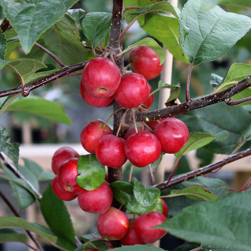 A cluster of ripe red apples dangles from a vibrant branch of the Malus Gorgeous - Crab Apple Tree, its green leaves whispering in the breeze.