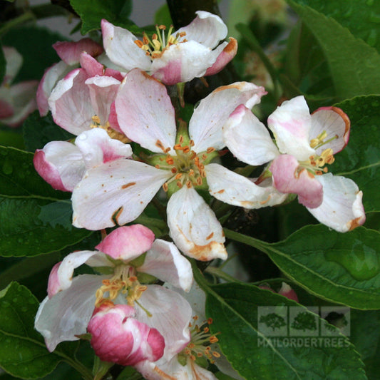 Malus Greensleeves - Apple Tree