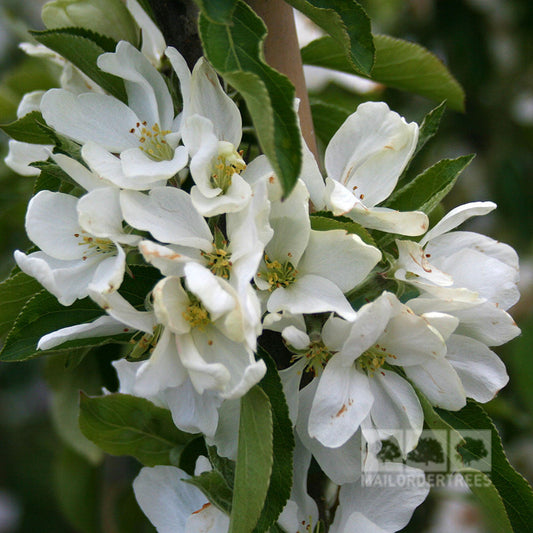 Malus Jelly King - Crab Apple Tree
