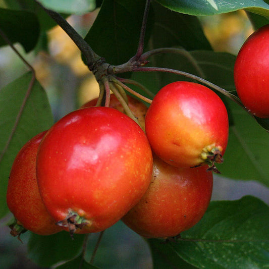 🎁 Malus John Downie - Crab Apple Tree - Mix and Match (100% off)