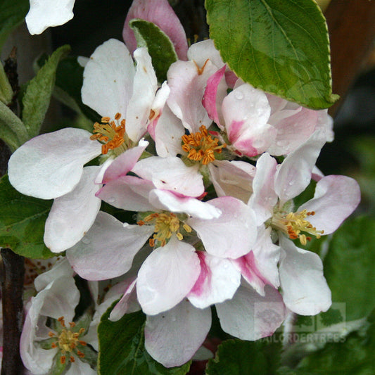 Malus Jonagold -  Apple Tree