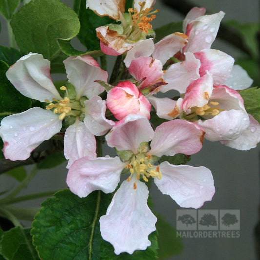 Malus Jupiter - Apple Tree