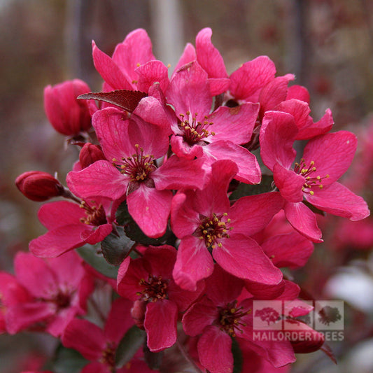 Malus Liset - Crab Apple Tree