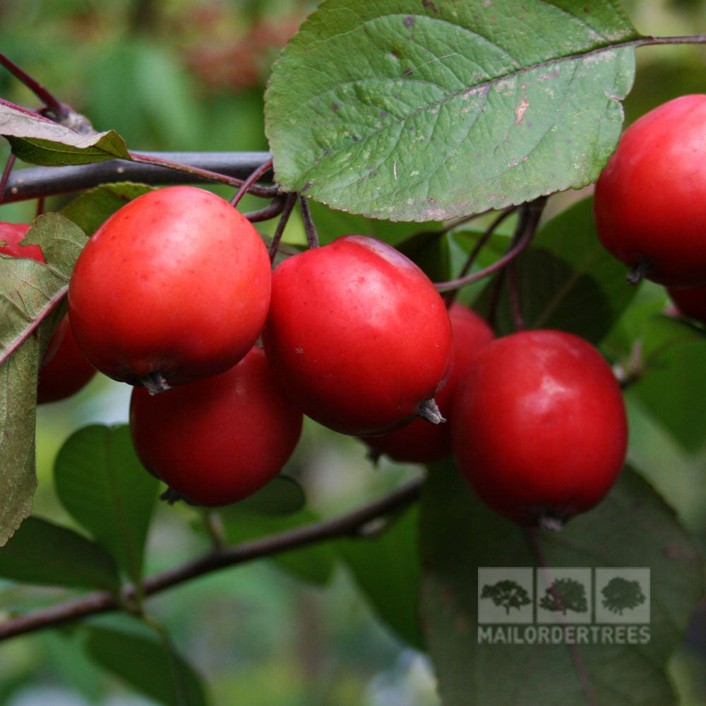 🎁 Malus Neville Copeman - Crab Apple Tree - Mix and Match (100% off)