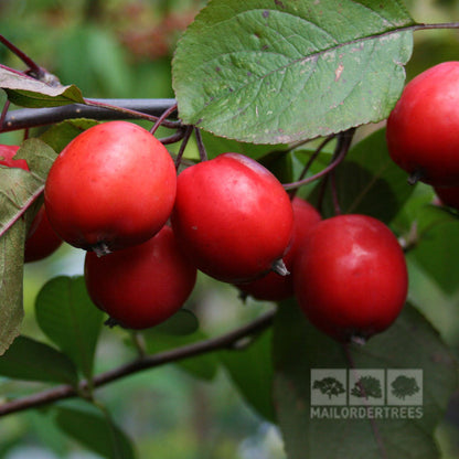 🎁 Malus Neville Copeman - Crab Apple Tree - Mix and Match (100% off)