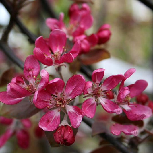 🎁 Malus Neville Copeman - Crab Apple Tree - Mix and Match (100% off)
