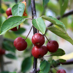 Malus Pink Mushroom - Weeping Crab Apple Tree