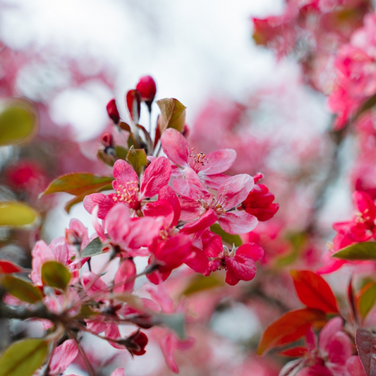 Malus Prairie Fire - Crab Apple Tree
