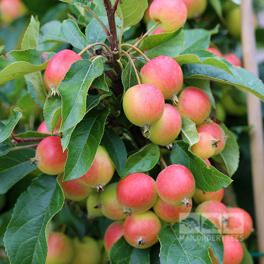 Malus Rosehip - Crab Apple Tree