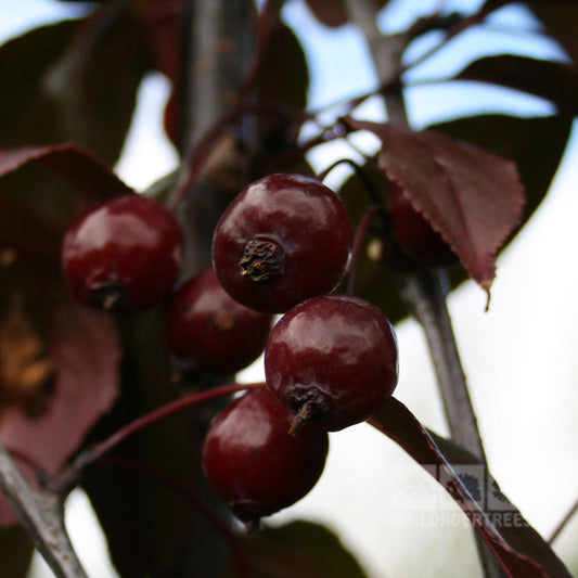 Malus Royalty - Crab Apple Tree