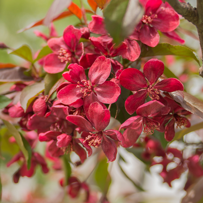🎁 Malus Royalty - Crab Apple Tree - Mix and Match (100% off)