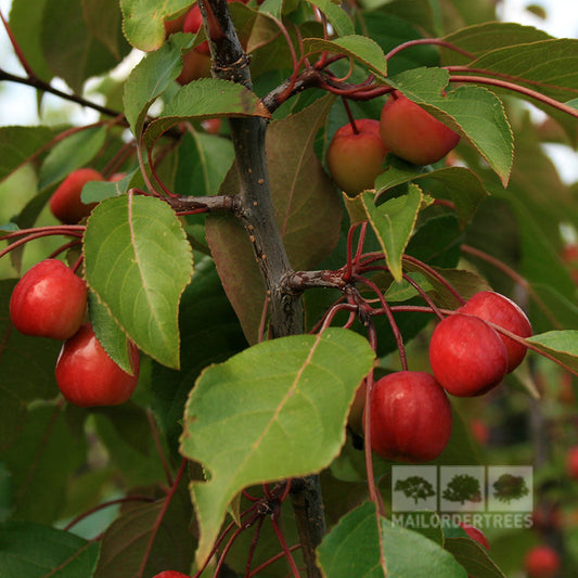 Malus Rudolph - Crab Apple Tree