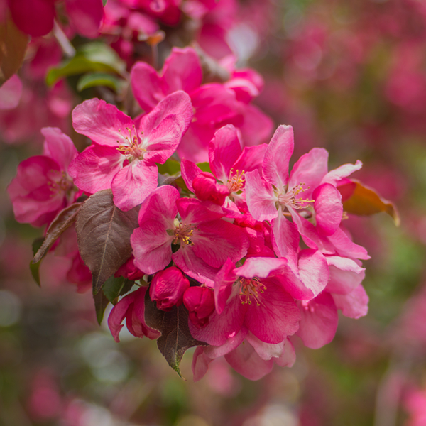 Malus Rudolph - Crab Apple Tree | Mail Order Trees