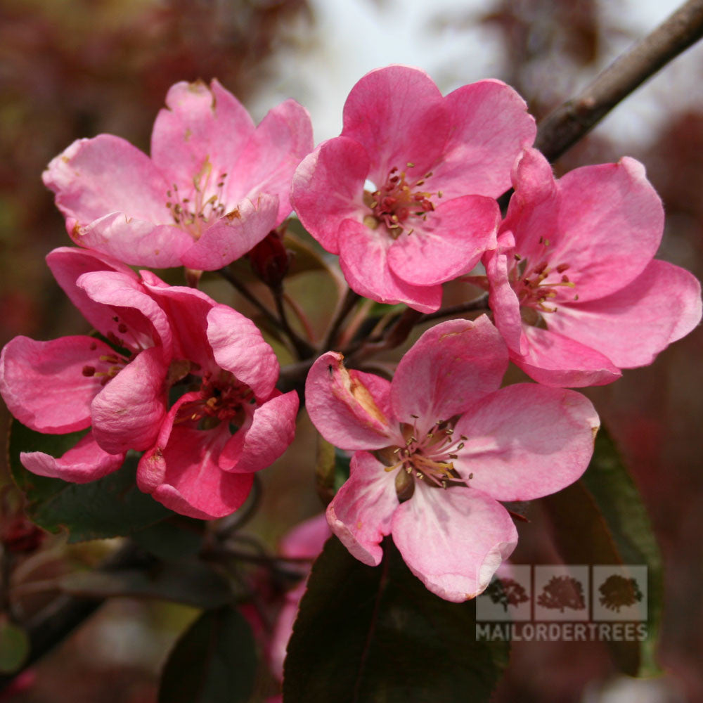 🎁 Malus Simcoe - Crab Apple Tree - Mix and Match (100% off)