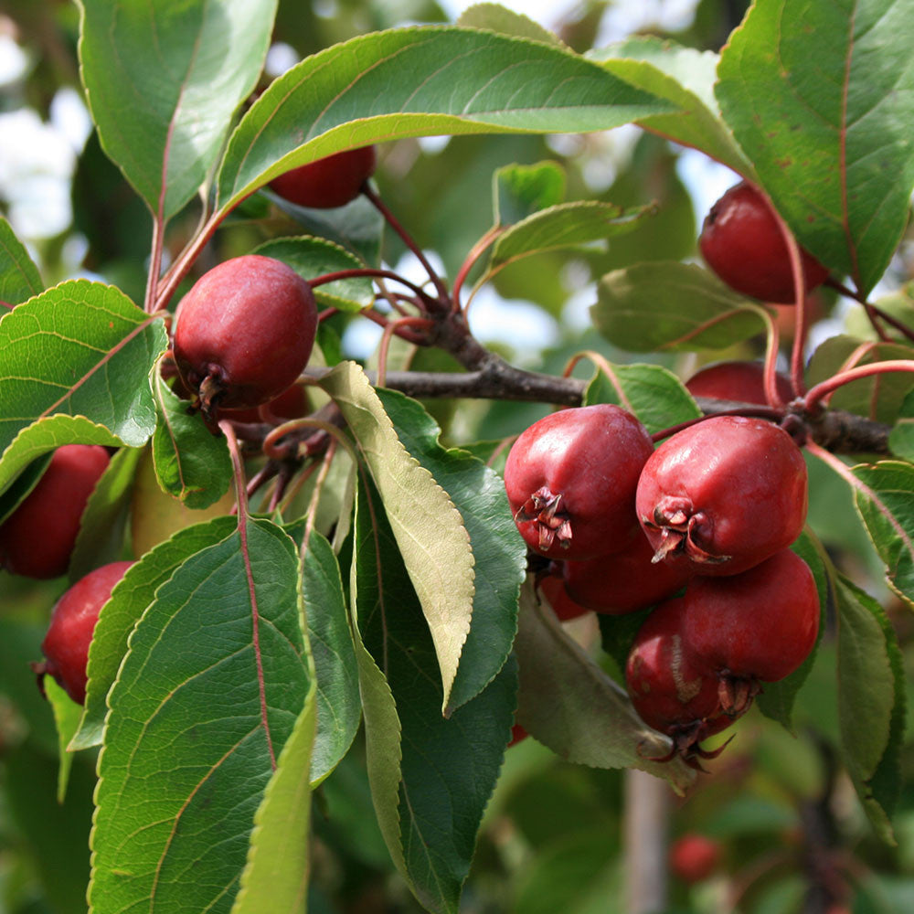 🎁 Malus Simcoe - Crab Apple Tree - Mix and Match (100% off)
