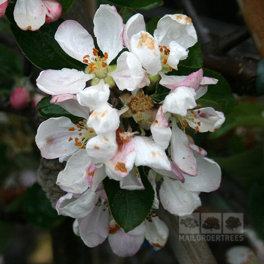 Malus Spartan - Apple Tree
