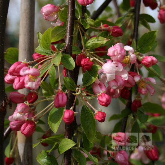Malus Sun Rival - Crab Apple Tree