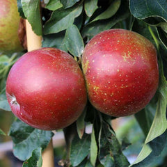 Malus Waltz - Ballerina Apple Tree