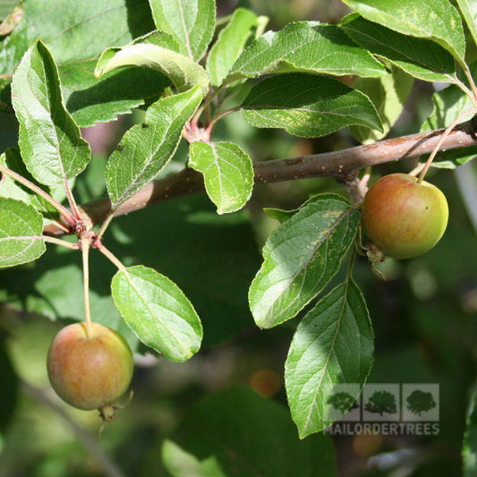 Malus White Star - Crab Apple Tree