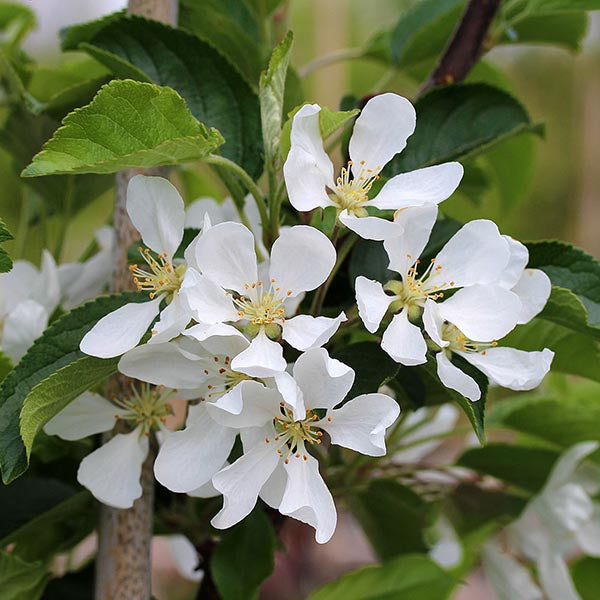 🎁 Malus White Star - Crab Apple Tree - Mix and Match (100% off)