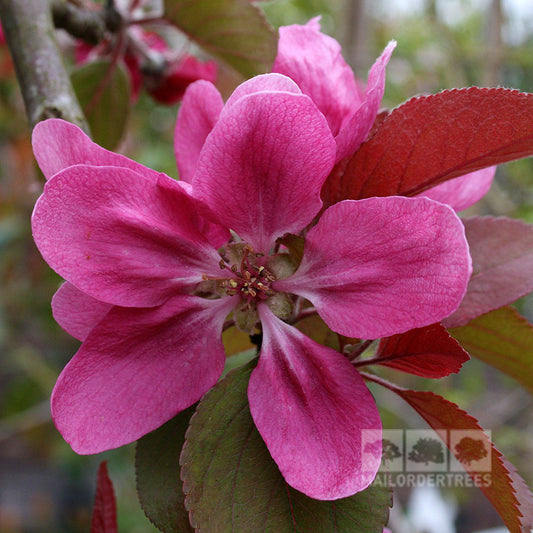 Malus Wisley Crab - Crab Apple Tree