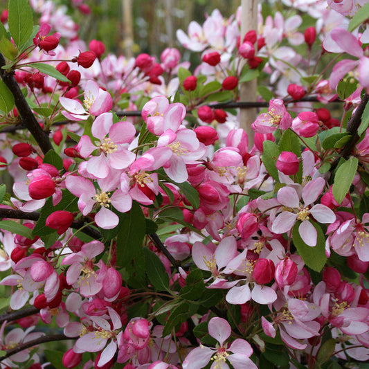 Malus floribunda - Crab Apple Tree